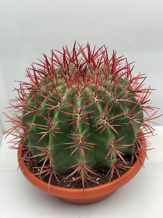 <h4>FEROCACTUS PILOSUS</h4>