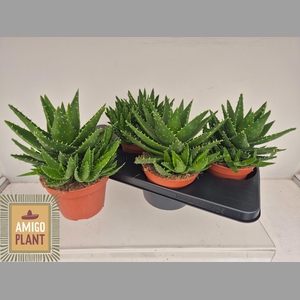 ALOE PERFOLIATA