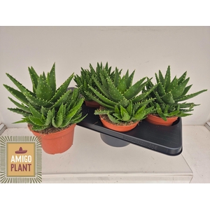 ALOE PERFOLIATA
