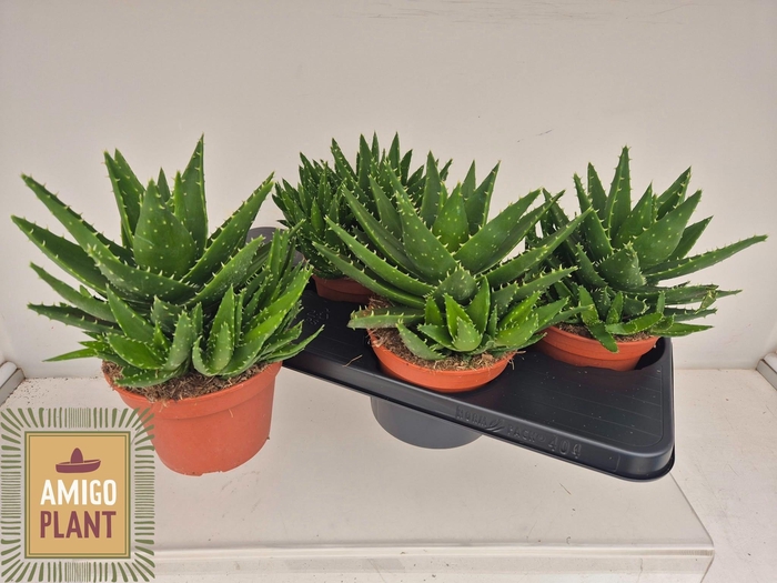 <h4>ALOE PERFOLIATA</h4>