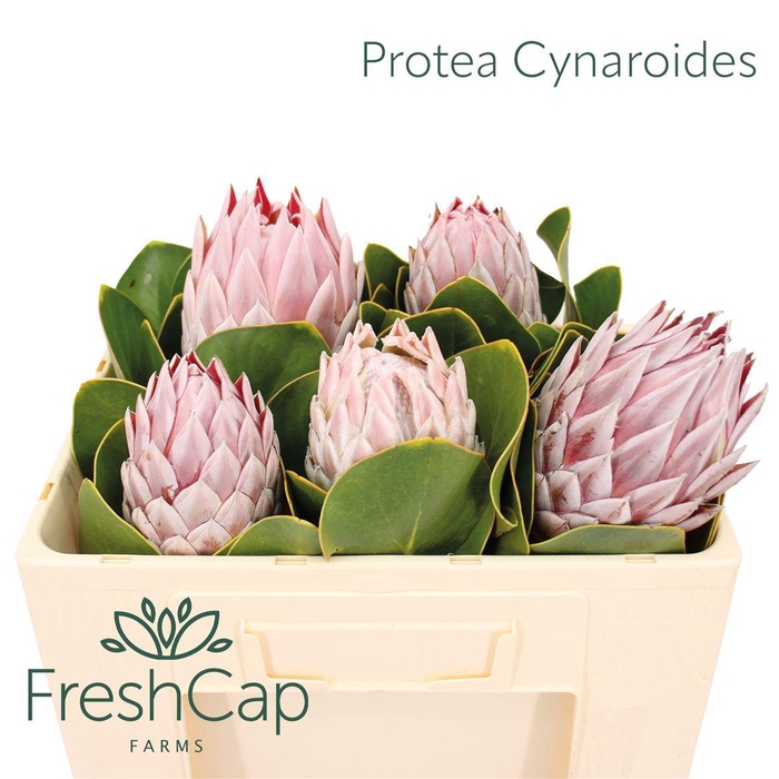 <h4>Protea Cynaroides</h4>
