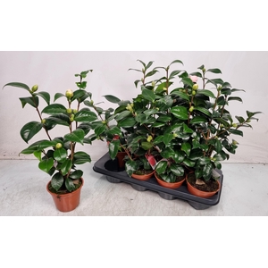 CAMELLIA JAPONICA