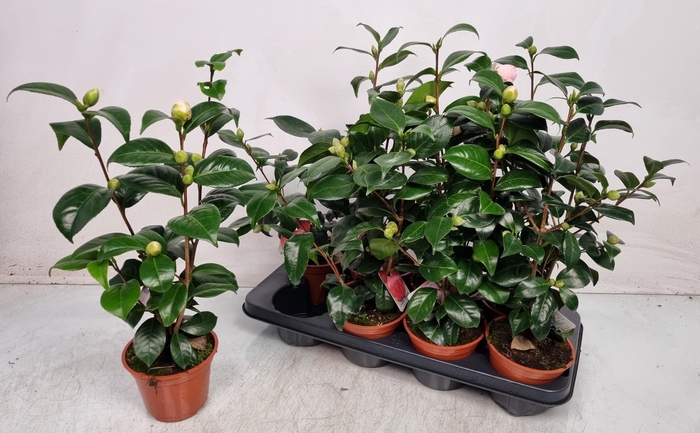 <h4>CAMELLIA JAPONICA</h4>