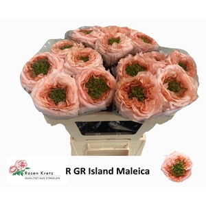 Rosa gr Green Island Maleica