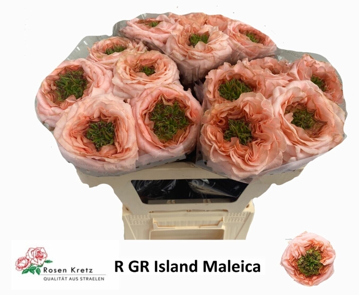 Rosa gr Green Island Maleica