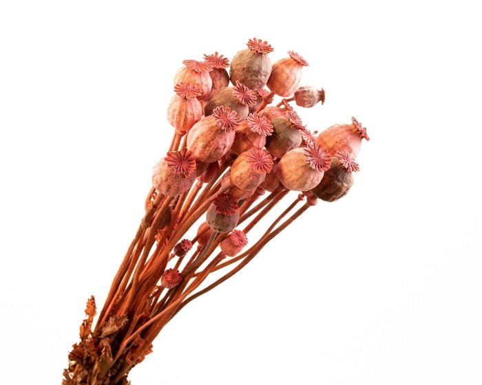<h4>Papaver Red</h4>
