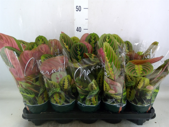 <h4>Maranta leuc. 'Fascinator'</h4>