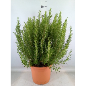 Rosmarinus officinalis   ...