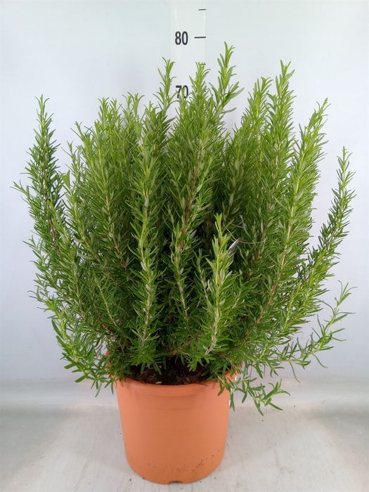 <h4>Rosmarinus officinalis   ...</h4>