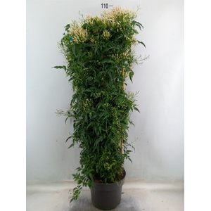 Jasminum polyanthum