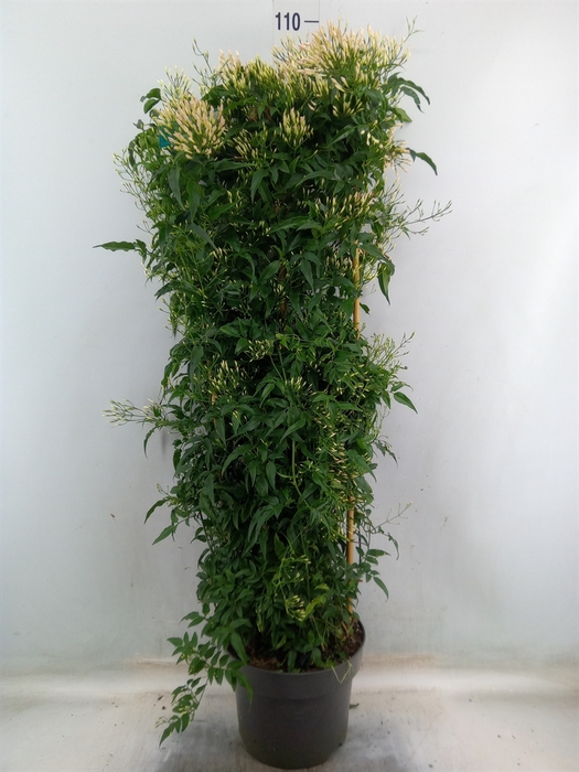 <h4>Jasminum polyanthum</h4>