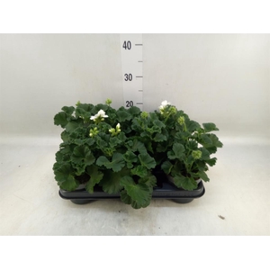 Pelargonium zona.   ...F1