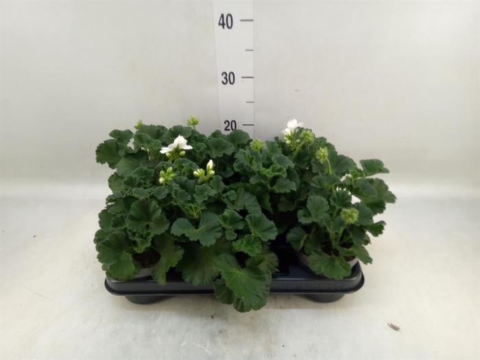 <h4>Pelargonium zona.   ...F1</h4>