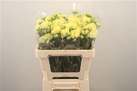 <h4>Ran N Moderna Limon</h4>