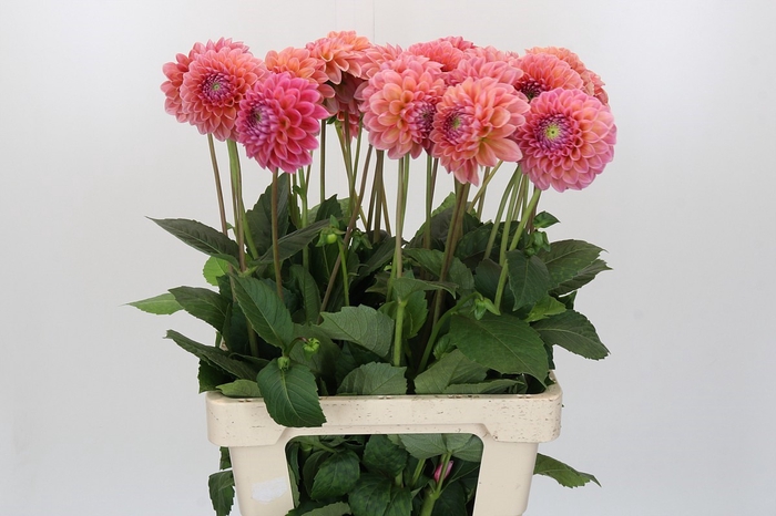 <h4>Dahlia Linda's Baby</h4>