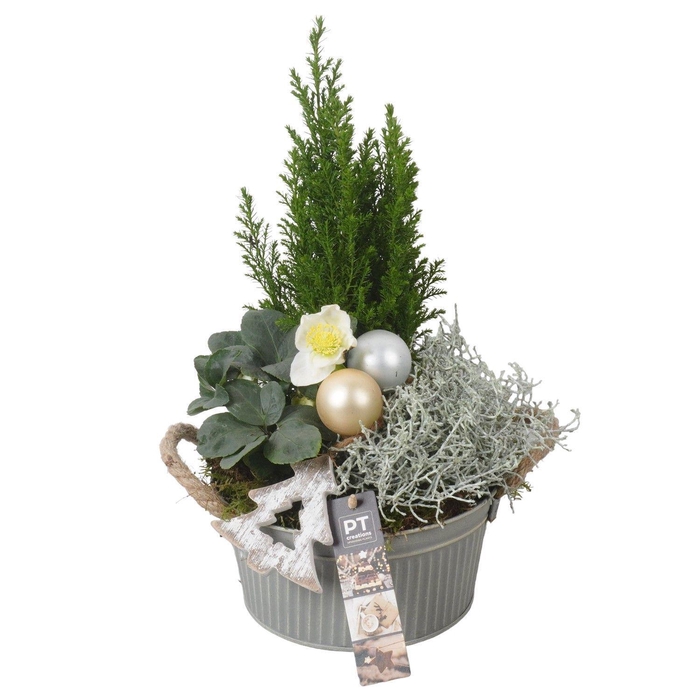 <h4>Arr.   Tuinplanten L%</h4>