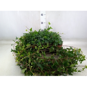 Hedera helix 'Shamrock'