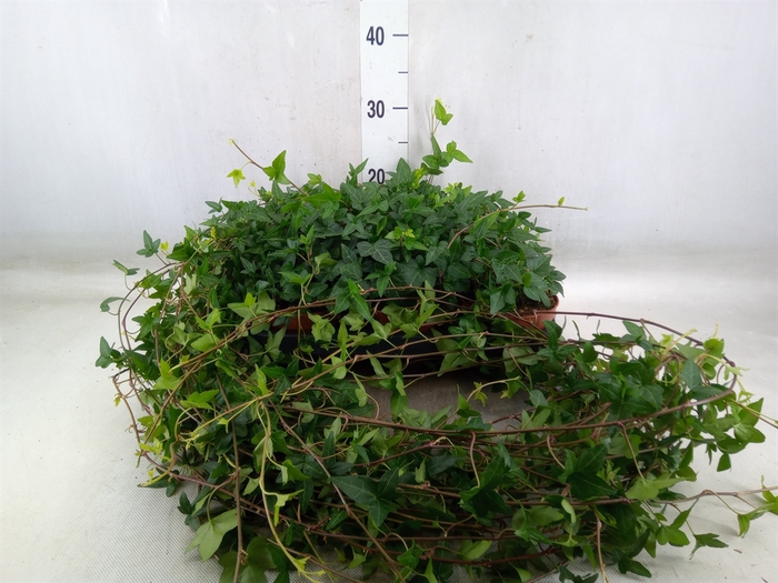 <h4>Hedera helix 'Shamrock'</h4>