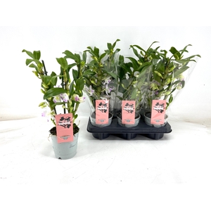 DENDR N S DR PANDORA