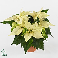 arr8 Euphor P Arctic Whit