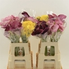 Calla Overig Gemengd | Dubbelbloemig