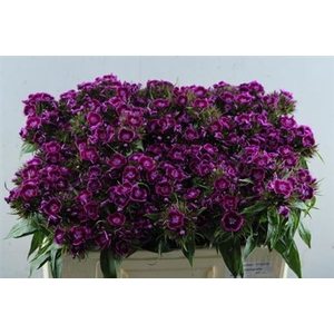 Di Barb B Lilac
