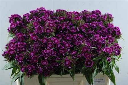 <h4>Di Barb B Lilac</h4>