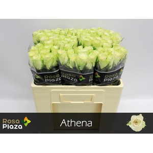 Rosa large athena