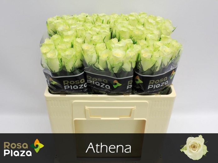 <h4>Rosa large athena</h4>