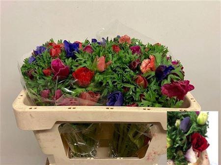 <h4>Anem Co Gem Bs</h4>