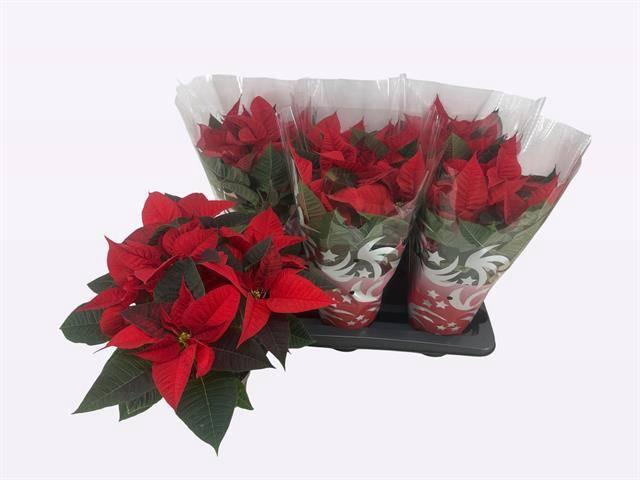 <h4>EUPHOR P FREYA</h4>