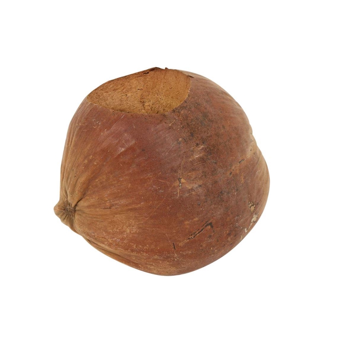 <h4>Planter Coconut Retro D18</h4>