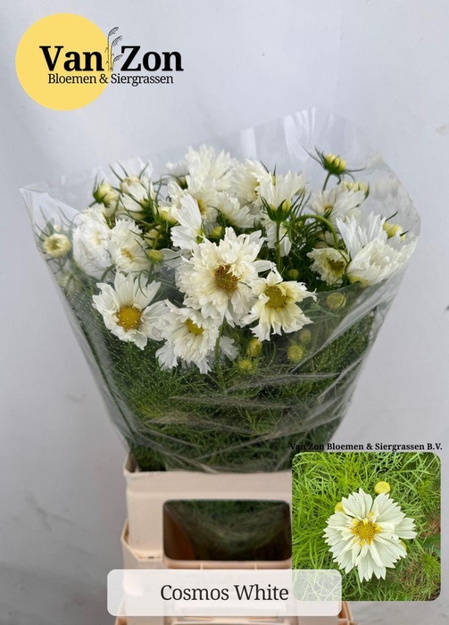 <h4>Cosmos Bipinnatus</h4>