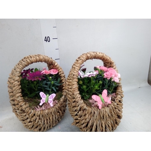 Arr.   Tuinplanten L%