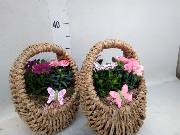<h4>Arr.   Tuinplanten L%</h4>