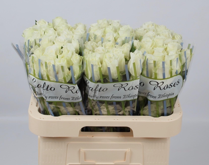 <h4>R GR NOVA VITA</h4>