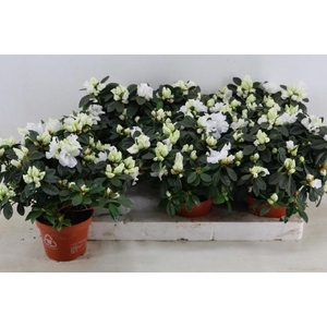RHODO SI GITTI