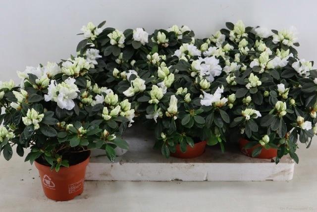<h4>RHODO SI GITTI</h4>