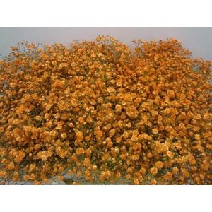 Gipsophilla Xlence Apricot