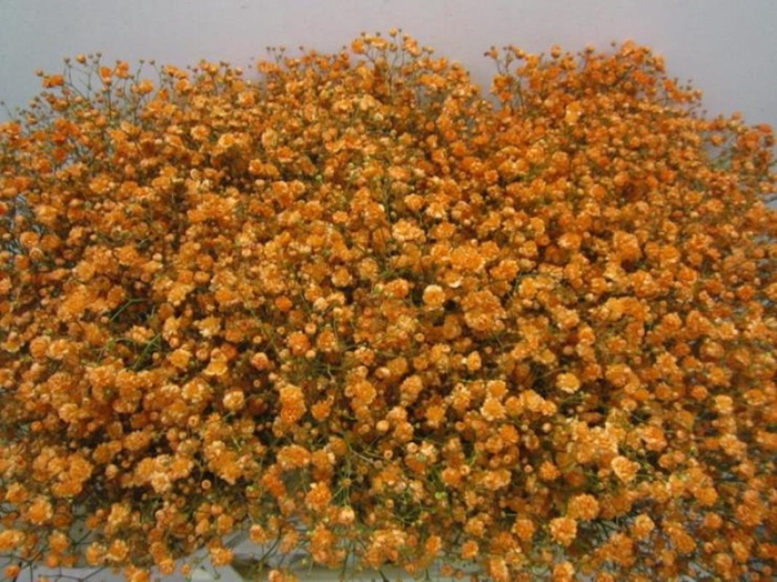 <h4>Gipsophilla Xlence Apricot</h4>