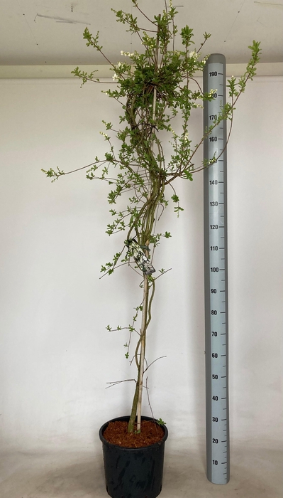 <h4>EXOCH THE BRIDE</h4>