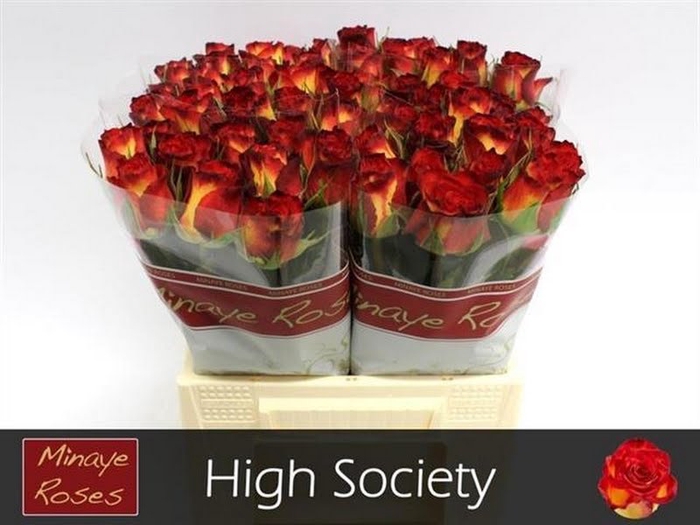 <h4>R Gr High Society Minaye</h4>