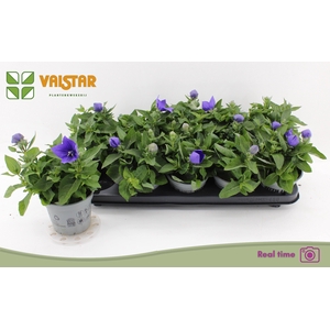 PLATYCO GR ASTRA BLU