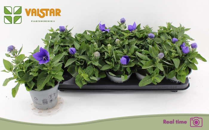 <h4>PLATYCO GR ASTRA BLU</h4>