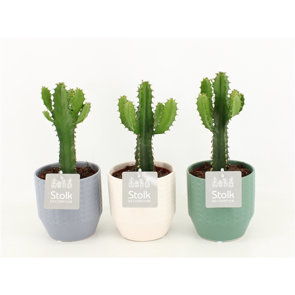 <h4>Euphorbia Triangularis in Exspression Keramiek</h4>