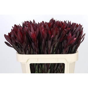 Leucadendron Saf Sunset Dark R.