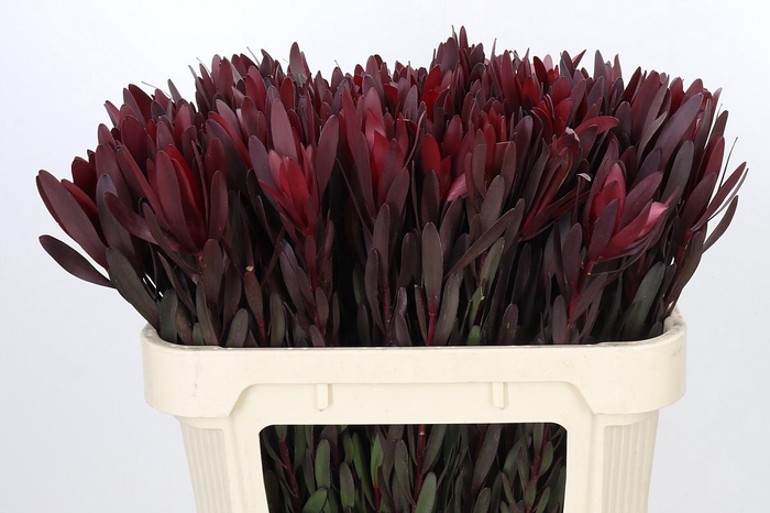 <h4>Leucadendron Saf Sunset Dark R.</h4>