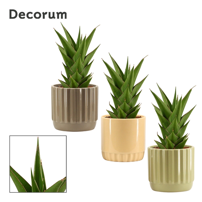 <h4>Sansevieria Temple crown 12 cm in Liam (Nature world-collection)</h4>