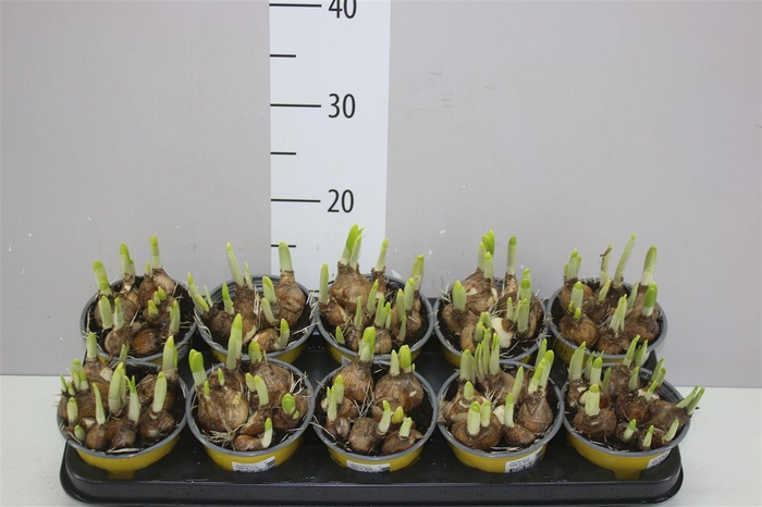 <h4>Narcis Tete A Tete</h4>