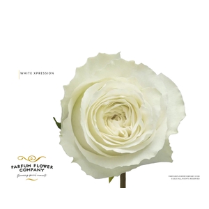 Rosa Garden White Xpression